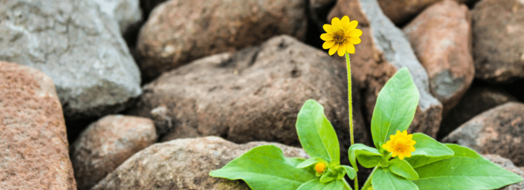 Comprendre la résilience organisationnelle et ses leviers