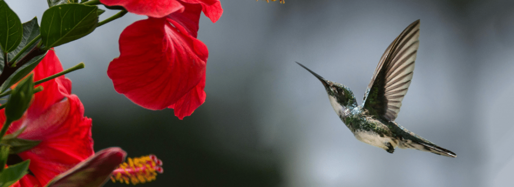 Quel avenir pour le développement durable ?